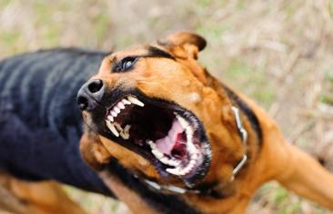 Köpeklerin Kuduz Olması Durumunda Yapılması Gerekenler Nelerdir?