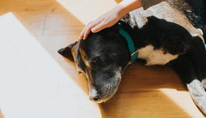 Köpeklerin Yaşını Nasıl Öğreniriz?