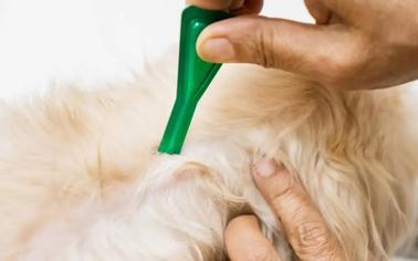 Köpekte Kene Nasıl Temizlenir?