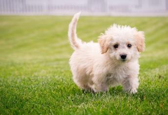 Yavru Köpeklerde Kalça Çıkığı Nasıl Anlaşılır?