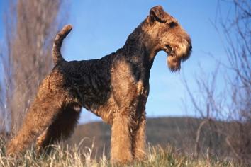Airedale Terrier Köpek Irkı Özellikleri, Karakteri, Bakımı ve Beslenmesi