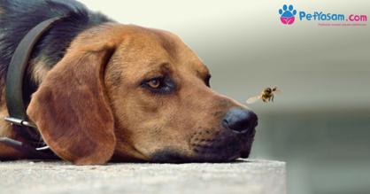 Köpeğiniz Arı Tarafından Sokulursa Ne Yapılmalı?