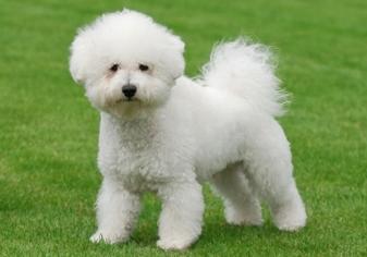 Bichon Frise Köpek Irkı Özellikleri, Karakteri, Bakımı ve Beslenmesi