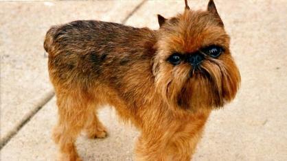 Brüksel Griffon Köpek Irkı Özellikleri, Karakteri, Bakımı ve Beslenmesi