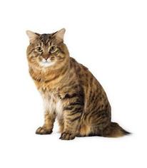 Kedilerde Diş Eti İltihabı ve Önleme Yolları