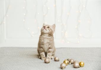 Kedi Tüyleri Nasıl Taranır? Kedi Tarağı Alternatifleri