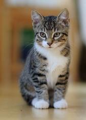 Kedimin Poposu Kokuyor? Kedilerde Koku Giderme Yolları