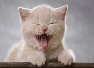 Kedilerde Katarakt Hastalığı Nedenleri