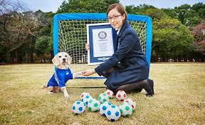 Köpekler Üşür mü, Köpeklerin Üşüdüğünü Nasıl Anlarız?