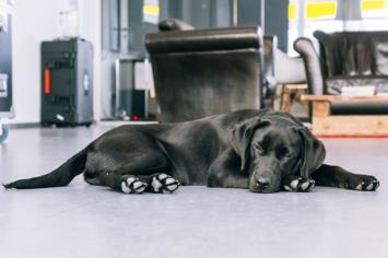 Köpeklerde Şeker Hastalığı Nedenleri ve Belirtileri