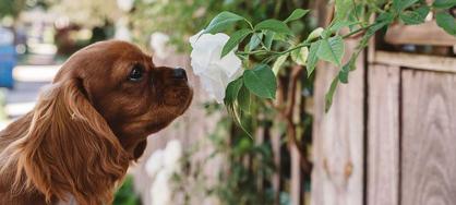 Köpeklerde Burun Akıntısı Neden Olur, Tedavi Yolları