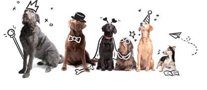 Köpekler Peynir Yiyebilir mi?