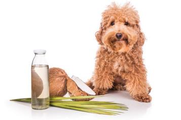 Köpekler Kaç Ay Hamile Kalır? Köpeklerde Hamilelik Süreci