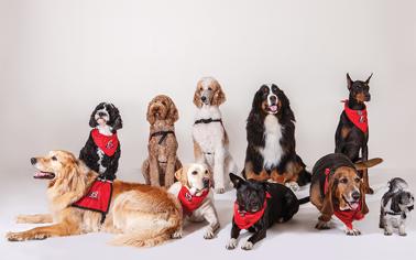 Burcunuzla Uyumlu Köpek Irkları