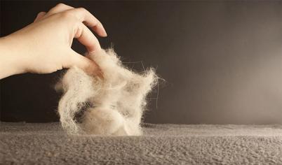 Evcil Hayvan Tüyü Yutmak Zararlı mı?