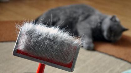 Kediler Hangi Mevsim Tüy Döker?