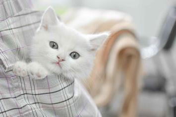 Kedileri Mutlu Etmenin Yolları - Kediler Nelerden Hoşlanır ?