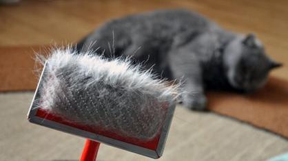 Kediler Neden Tüy Döker - Tüy Dökülmesi Nasıl Önlenir?