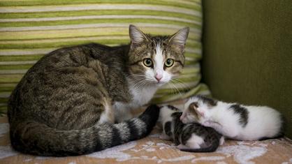 Kediler Yavrularını Ne Zaman Bırakır?