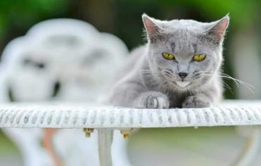 Kedilerde Beyaz Köpük Kusmak Ne Anlama Gelir?