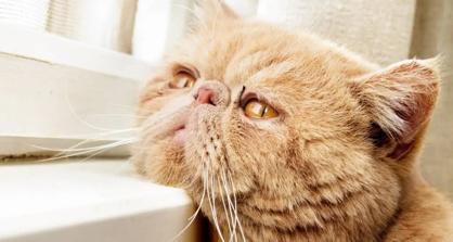 Kedilerde Depresyon Belirtileri Nelerdir?