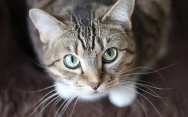 Kedilerde Göz Akıntısı Neden Olur?