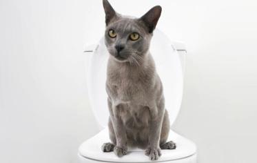 Kedilerde Kabızlık Nasıl Geçer?