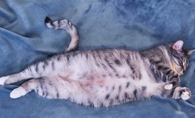 Kedilerde Karın Şişliği Hangi Hastalığın Belirtisidir?