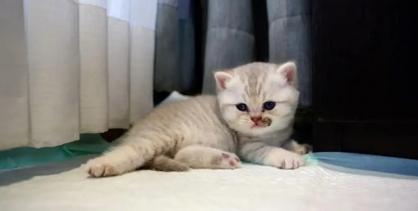 Kedilerde Mantar Belirtileri Nelerdir?