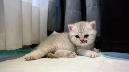 Kedilerde Mantar Tedavisi Nasıl Yapılır?