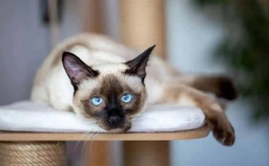 Kedilerde Sarılık Neden Olur?