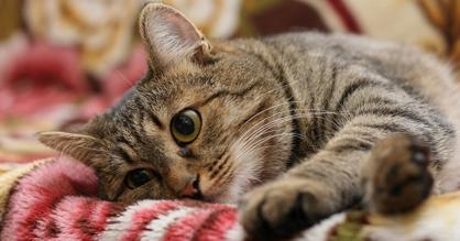 Kedilerde Vitamin Eksikliği Belirtileri Nelerdir?