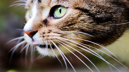 Kedilerin Bıyıkları Ne İşe Yarar?