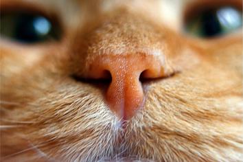 Kedilerin Sevdiği Kokular Nelerdir?