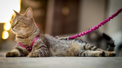 Kedim Dışarı Çıkmak İstiyor? Ev Kedisi Dışarı Çıkabilir mi?