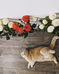 Kedim Halıya Kaka Yaptı: Kedilerin Kum Dışına Dışkılama Sorunu