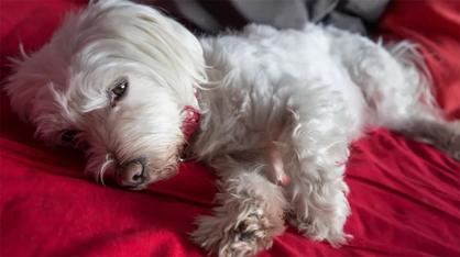 Köpeklerde İshal: Köpek İshaline Ne İyi Gelir?