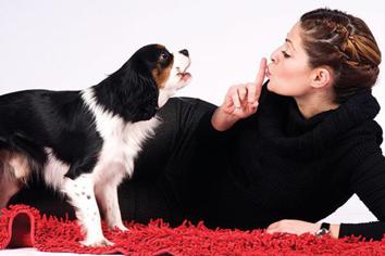 Köpeğim Neden Havlıyor? Köpeğimin Havlamasını Nasıl Önlerim?