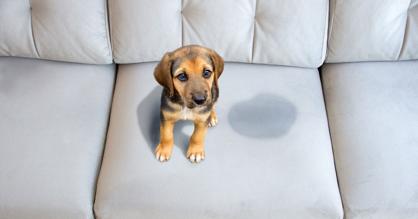 Köpek Tuvalet Eğitimi Aşamaları Nasıldır?