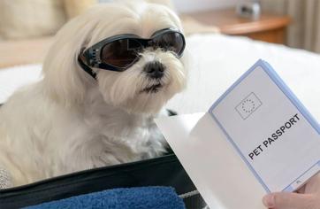 Yurt Dışına Köpekle Seyahat İçin Nasıl Aşamalardan Geçilmeli?