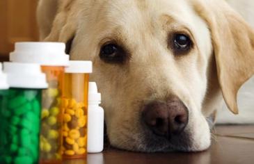 Köpekler Doğuştan Şeker Hastası Mıdır?