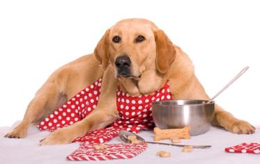 Köpekler Günde Ne Kadar Yemek Yer?