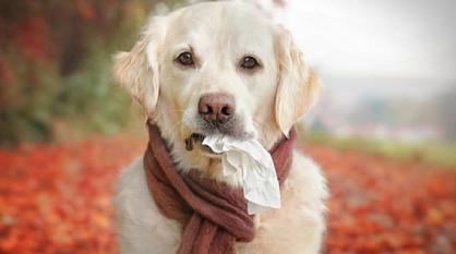 Köpekler Neden Alerji Olur?