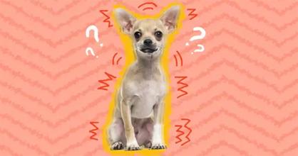 Köpeğim Neden Titriyor? Köpeklerde Titreme Sorunu