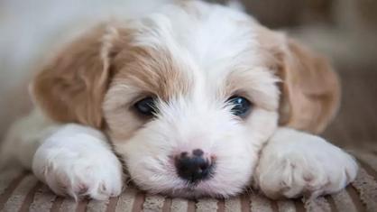 Köpekler Tuvaletini Ne Kadar Tutabilir?