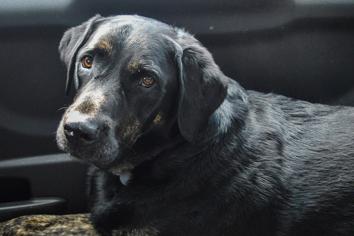 Köpeklerde Astım Belirtileri Nelerdir?