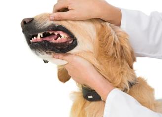 Köpeklerde Solgun Diş Eti Neden Olur