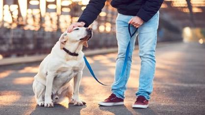 Köpeklerde İleri İtaat Eğitimi Nedir?