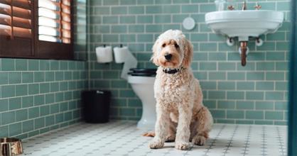 Köpeklerde İshale Ne İyi Gelir