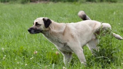 Köpeklerde Kanlı İdrarın Nedenleri Nelerdir?